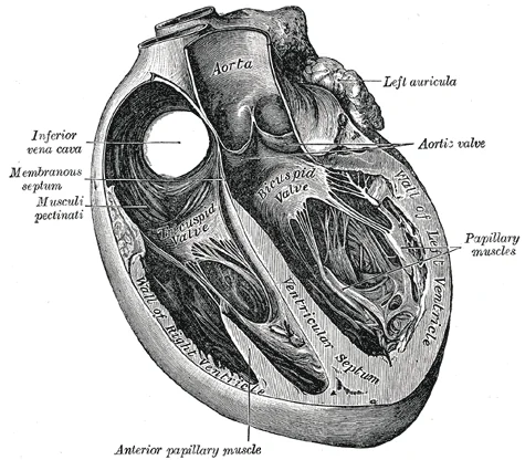 Engraving of the internal structure of the human heart, showing the chambers in section.